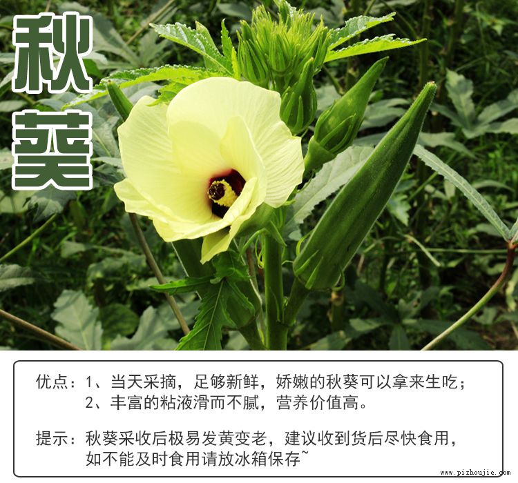秋葵