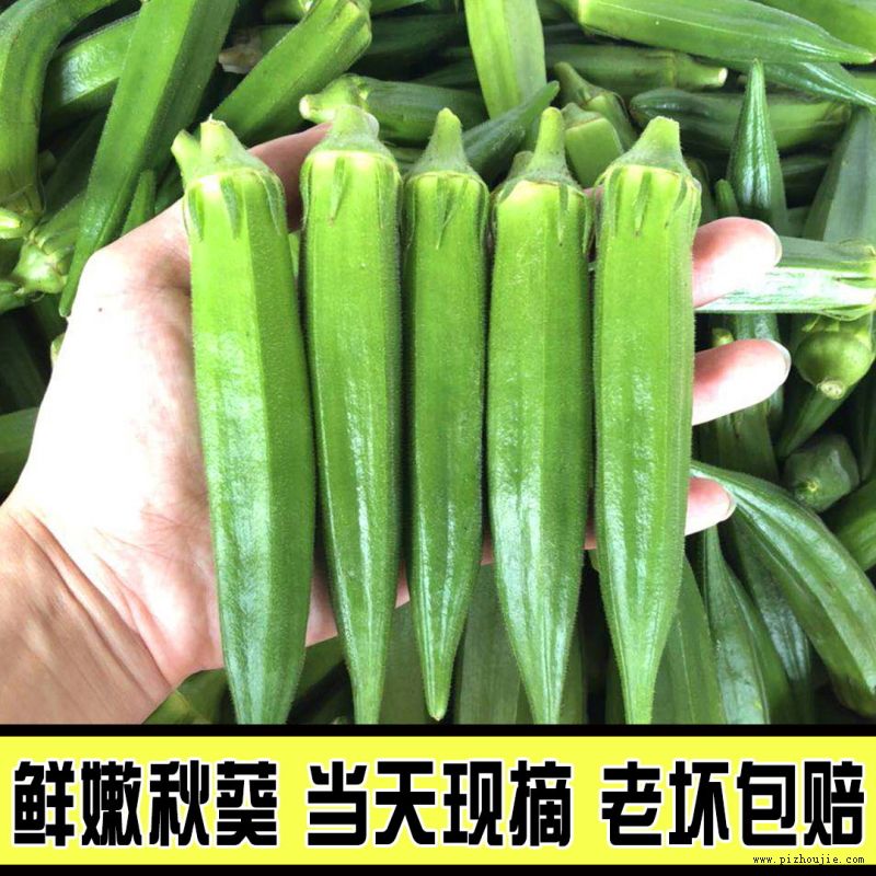 秋葵