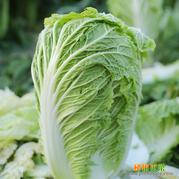 白菜