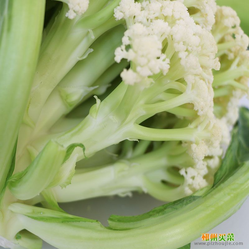 菜花 花菜