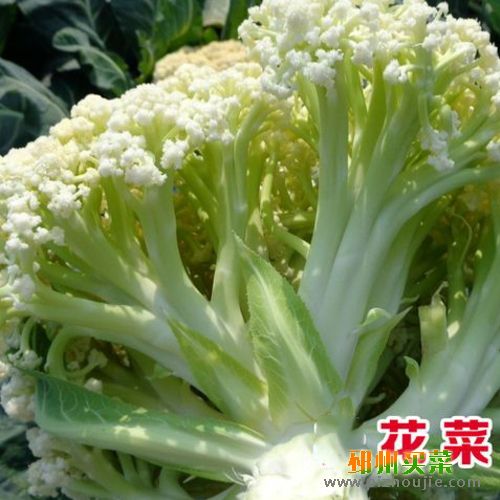 菜花 花菜
