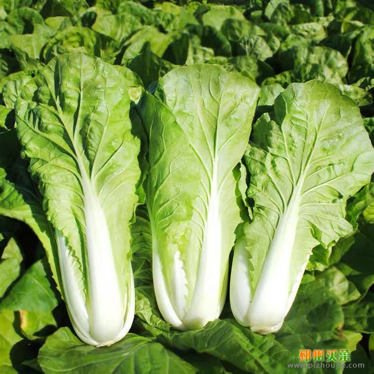 黄白菜