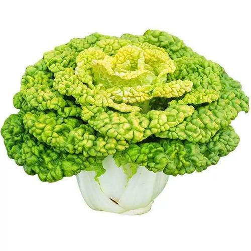 菊花菜