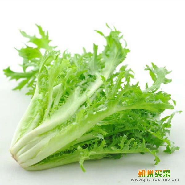 苦菊