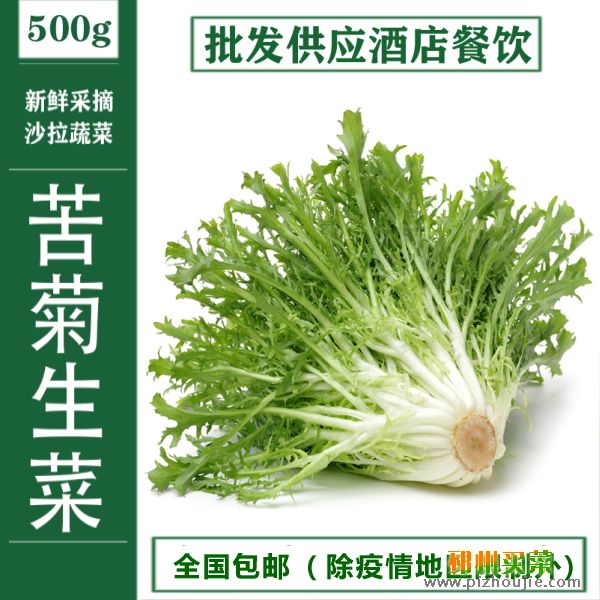 苦菊