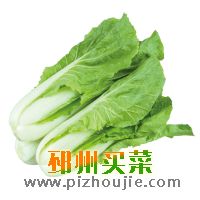 毛白菜