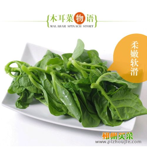 木耳菜