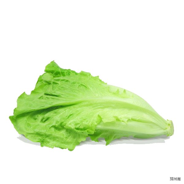 生菜